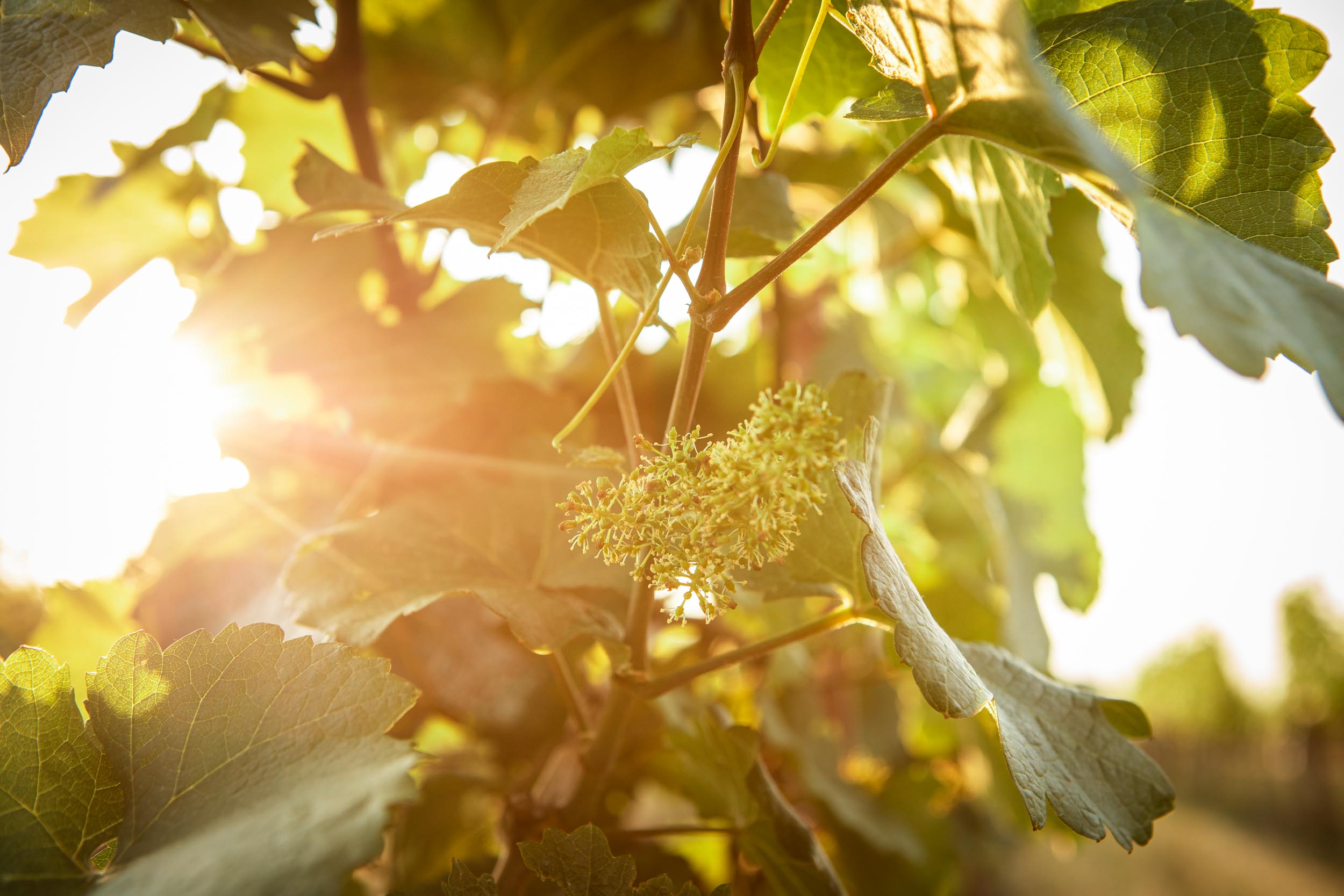 Das Klima_Sonnenstunden Sonne scheint durch Weinstock