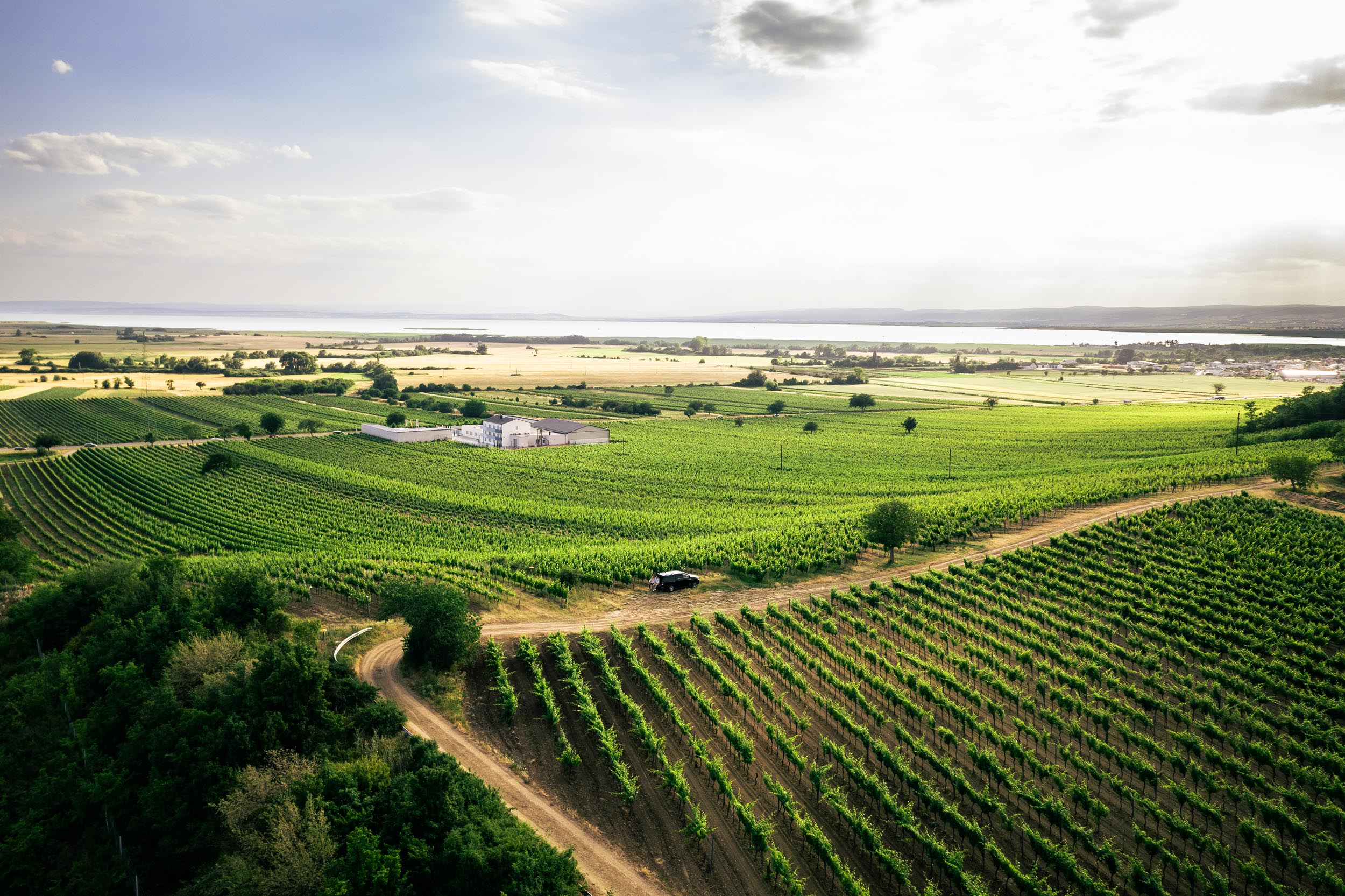 Winzerei_Roman_Leitner_Photo_StudioFasching_DJI_0894 Die Weingärten mit Aussicht auf den See
